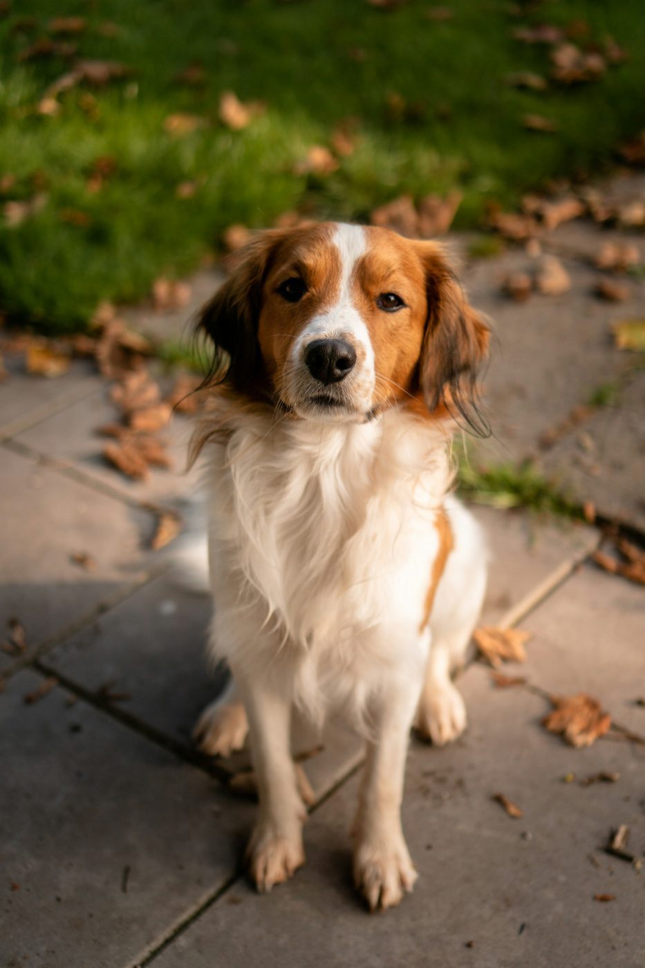 A photo of Max, an example dog, sitting on a path.