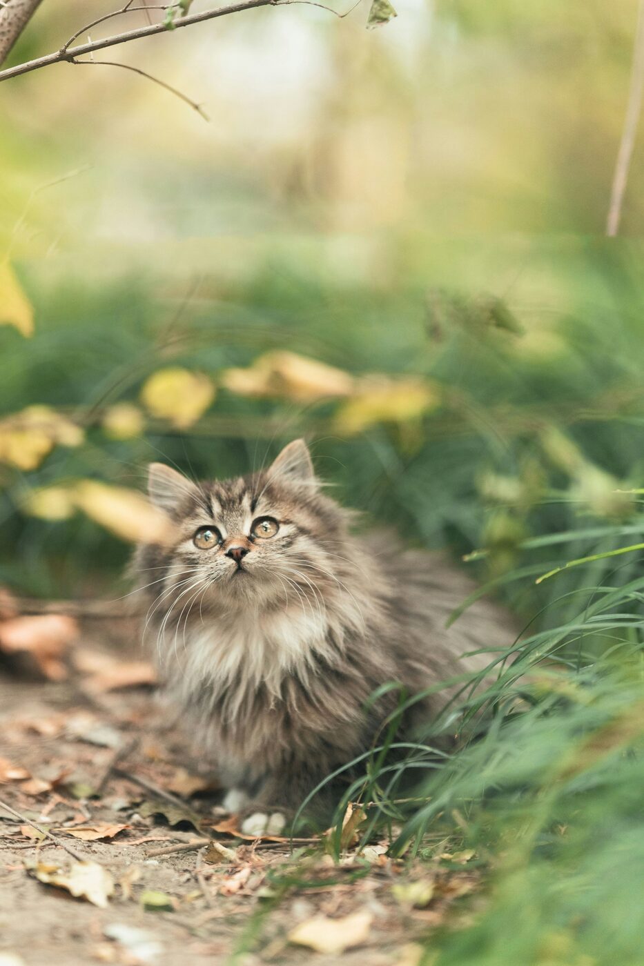 A photo of Mo, an example cat, sitting in the grass.
